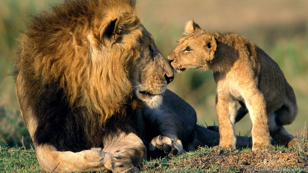 Wildlife Images Collection (43+)