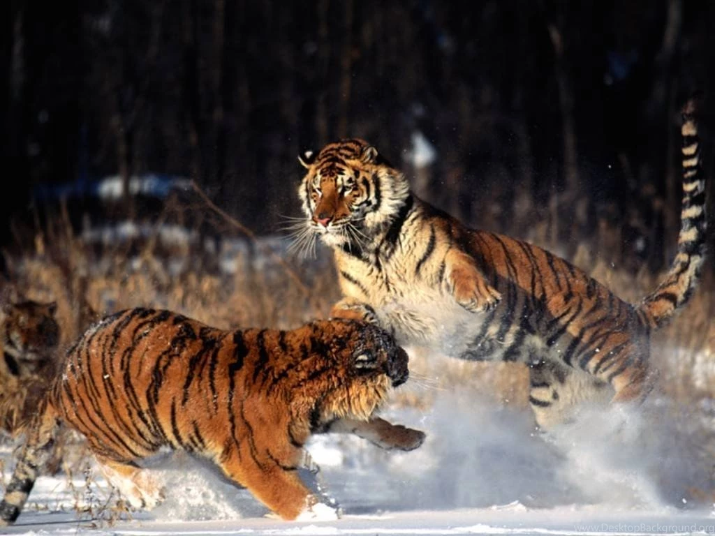 12 Dangerous Wildlife Predators HQ