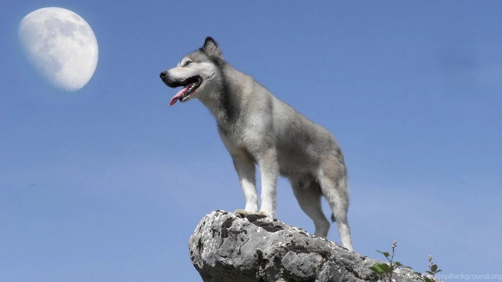 Nature Wild Animals Wallpapers