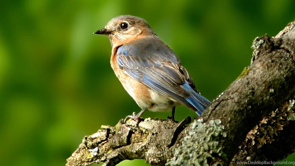Fancy Birds HD Wildlife Birds Photography 12 1366x768 ...