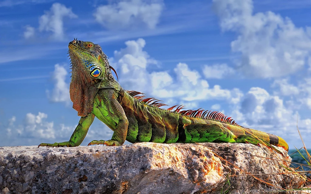 Animals, Wildlife, Reptile, Iguana, Nature Wallpapers HD / Desktop ...