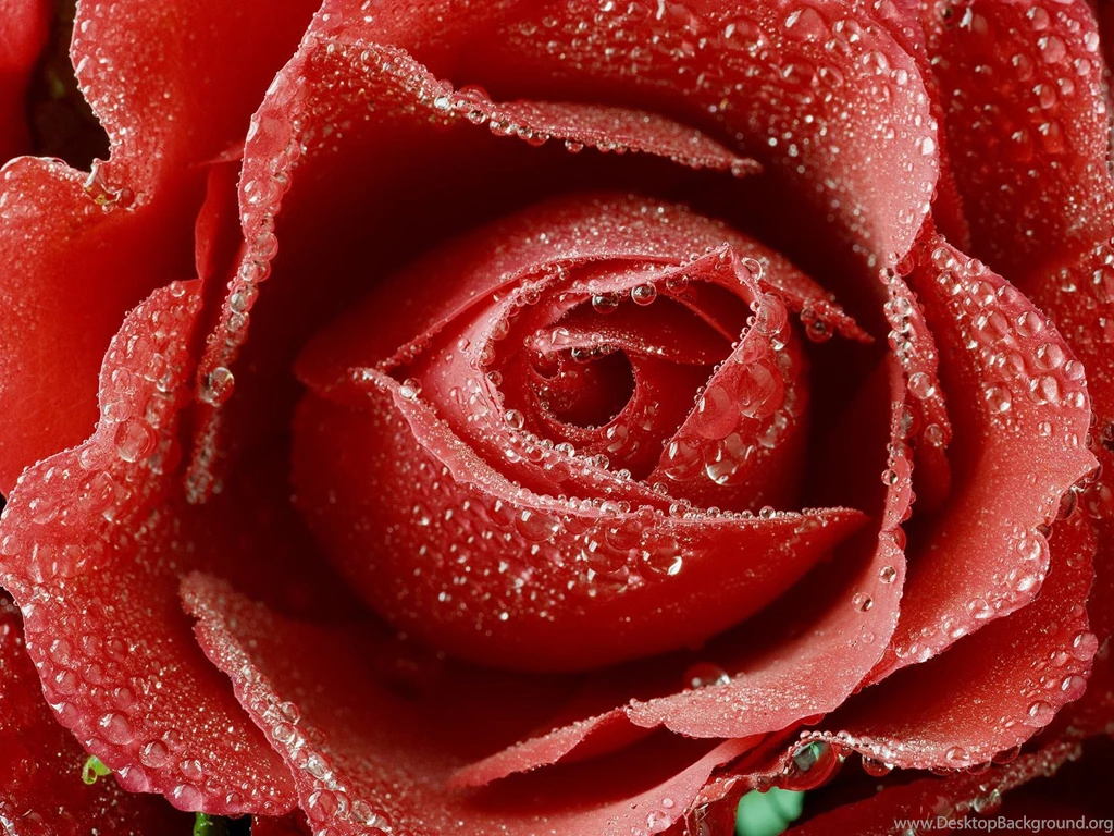 Desktop Wallpapers · Gallery · Miscellaneous · Rose Flowers ...