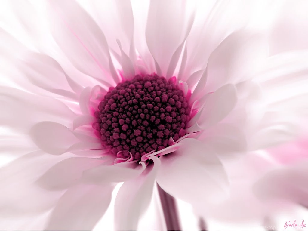 Pink Flower Screensavers