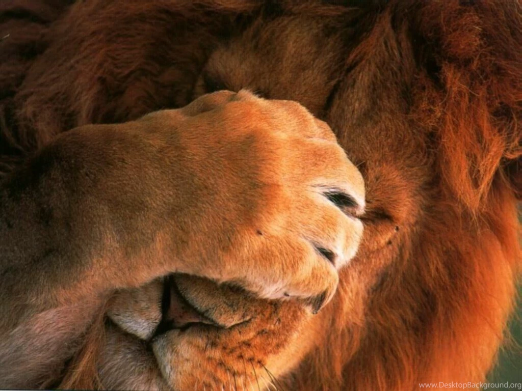 Lion_1.jpg