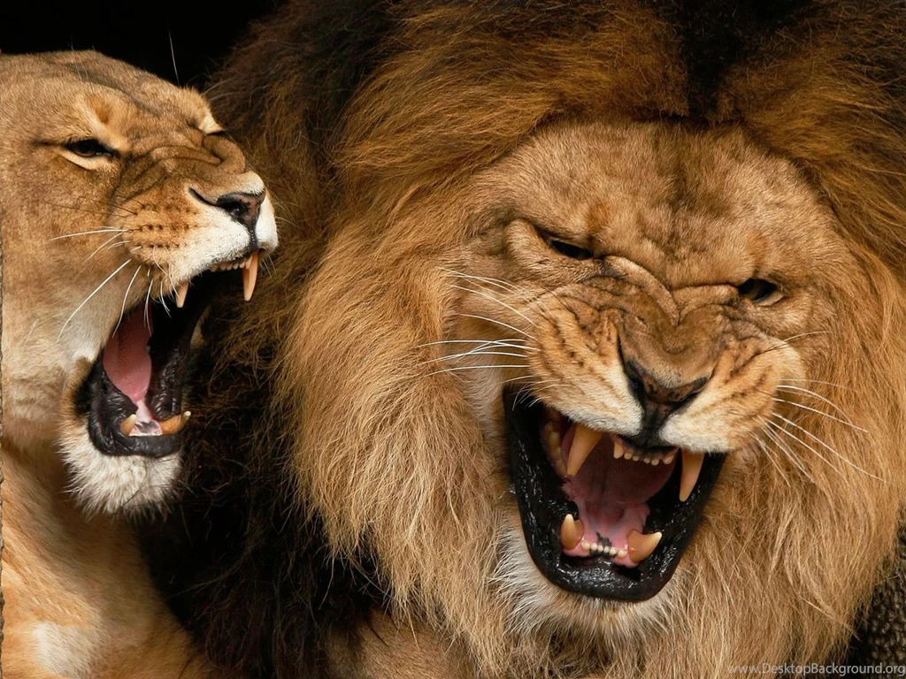 Roaring Male Lion Wallpapers