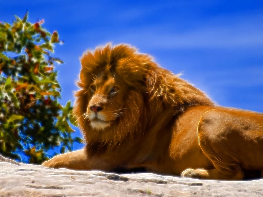 Wallpapers Lions African Lion 1024x768