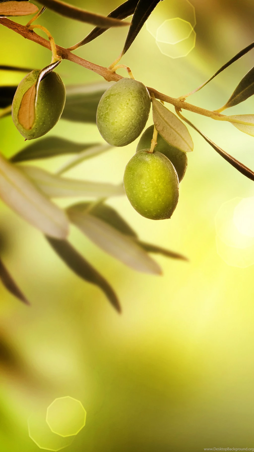 Olive Branch Nexus 6 Wallpapers, Nexus 6 Wallpapers And Backgrounds