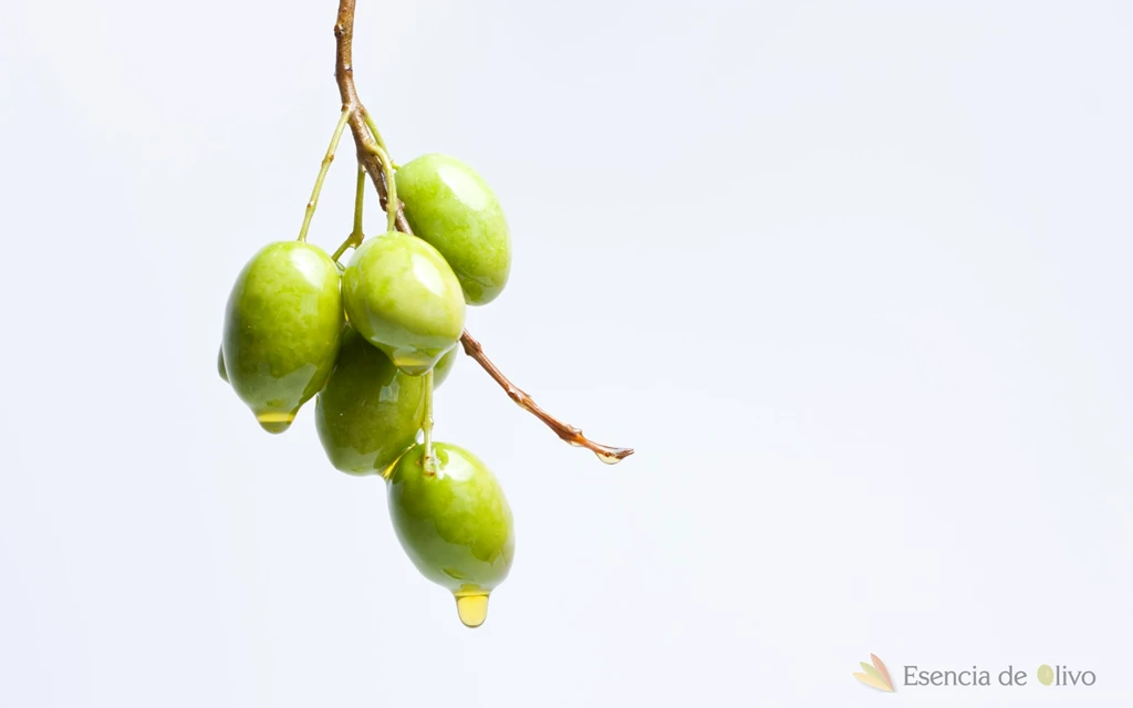 The Olive Essence