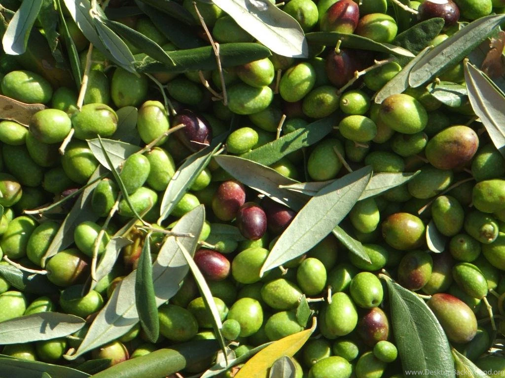 Olive (