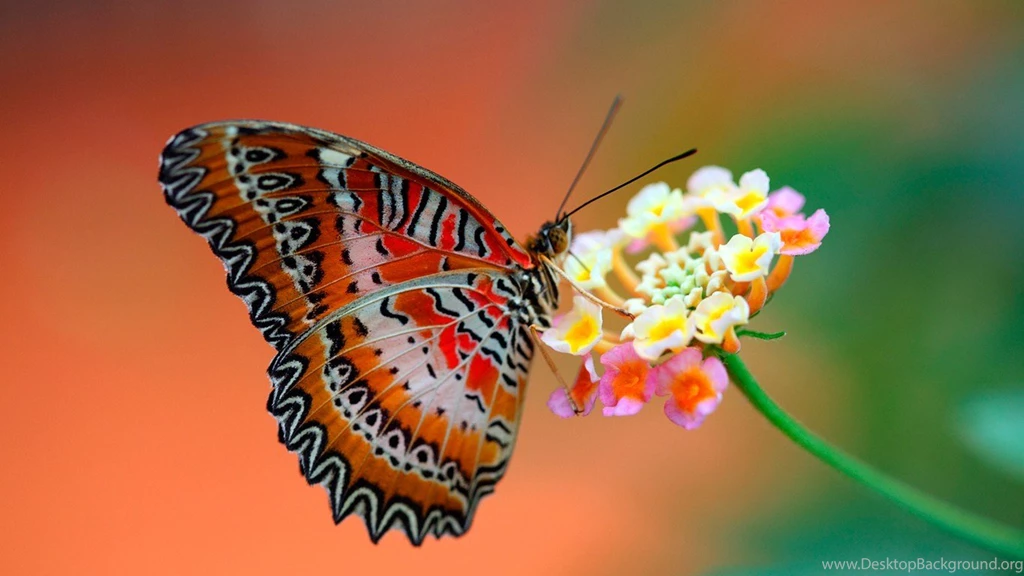 Desktop Butterfly Wallpapers HD   Newwallpaper.org
