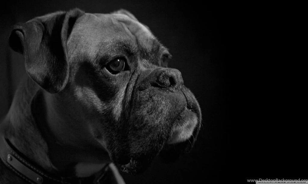 Boxer HD Desktop Wallpapers : Widescreen : High Definition : Dual ...