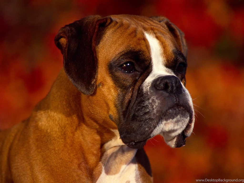 Boxer, Dog, Head, Widescreen, High, Definition, Wallpapers ...