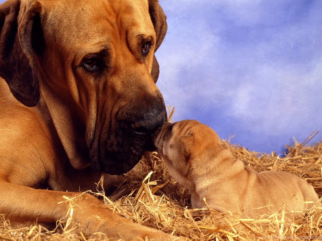 HD Sad Boxer Wallpapers New Post Has Been Published On Windows ...