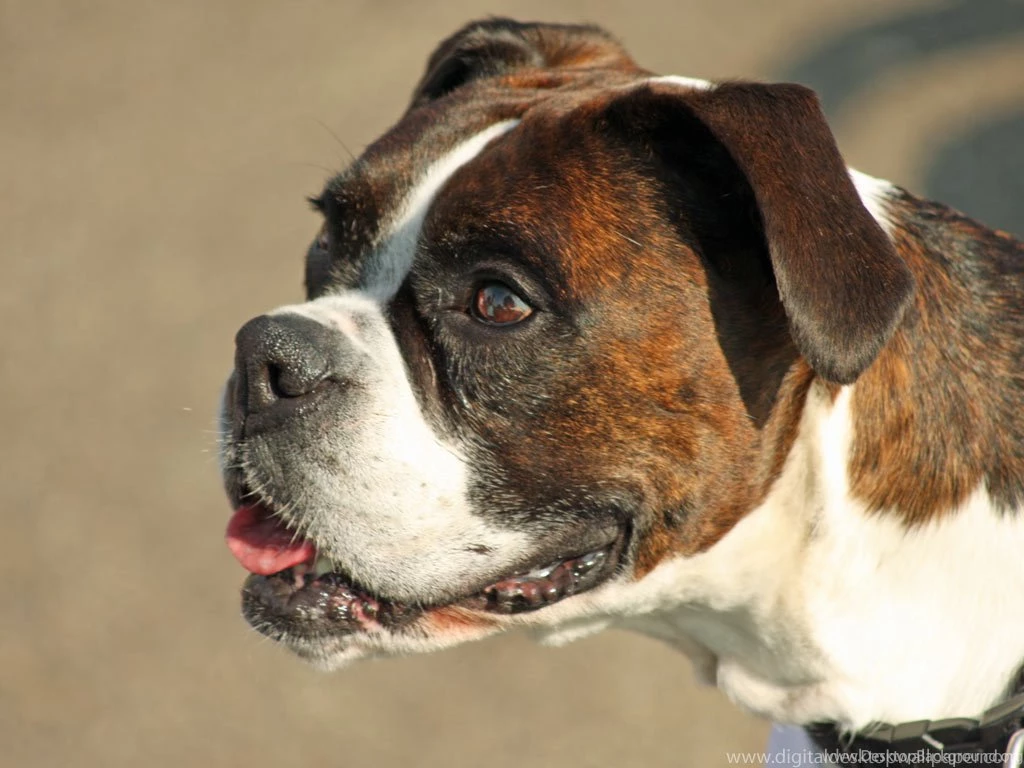 Desktop Boxer Puppies Pics Photos Wallpapers