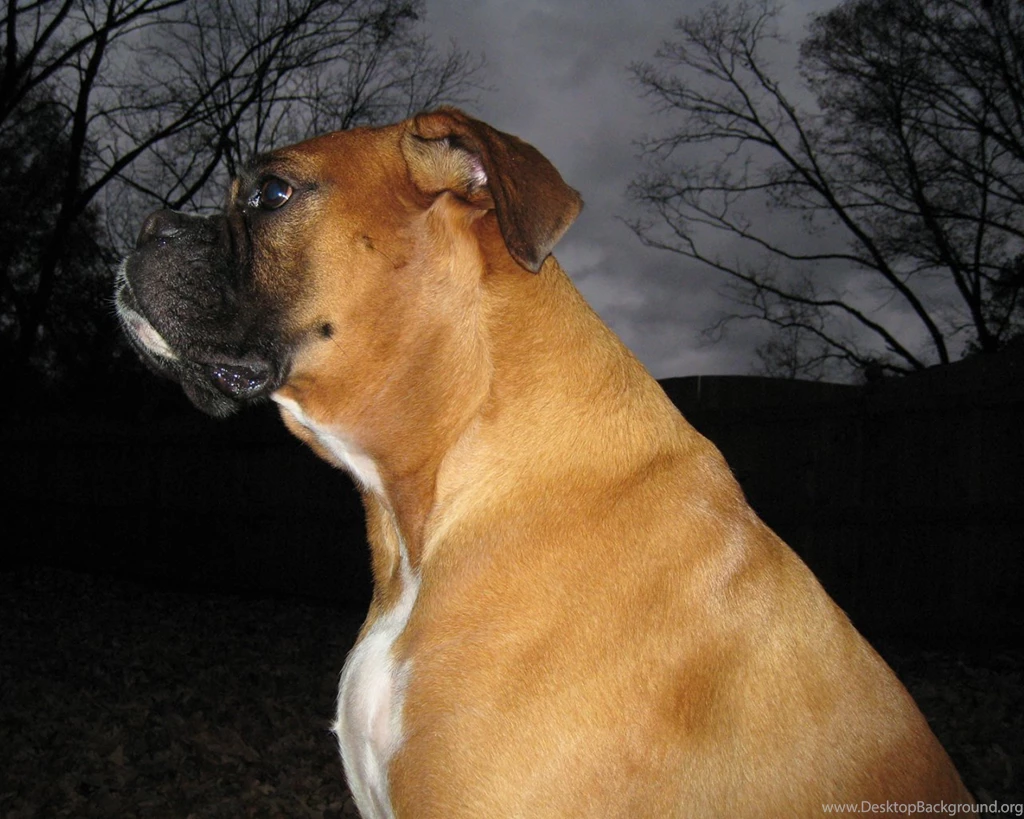 Cute Boxer Boxers Wallpapers (13814906) Fanpop