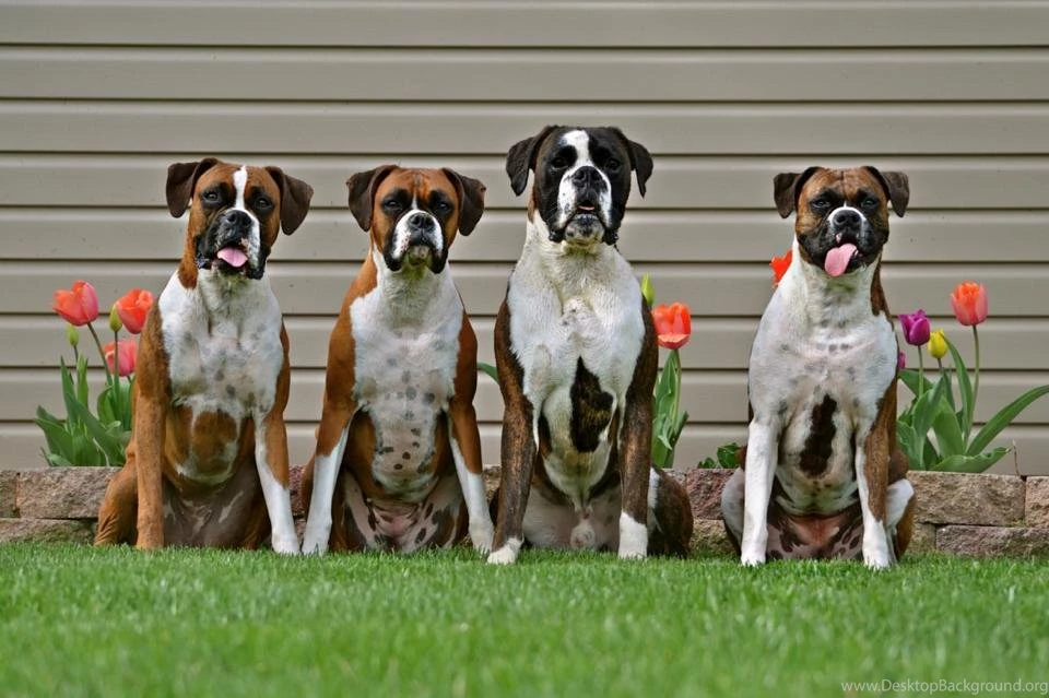 Different Boxer Dog Breeds 19 High Resolution Wallpapers ...
