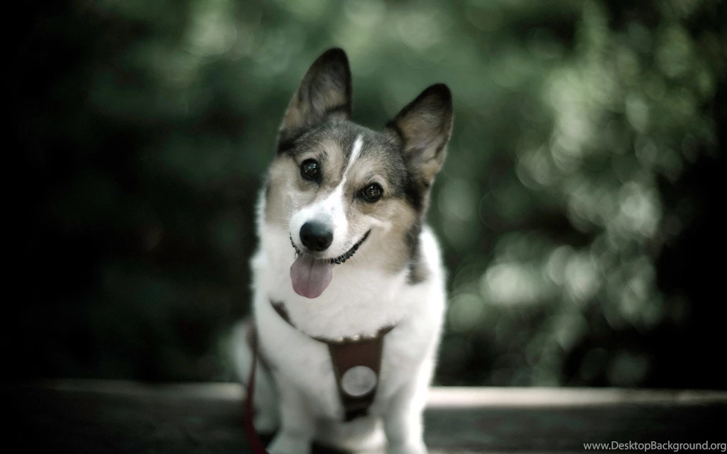 Cute Funny Dog And Cat Wallpapers