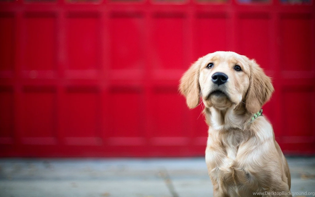 Cute Dog