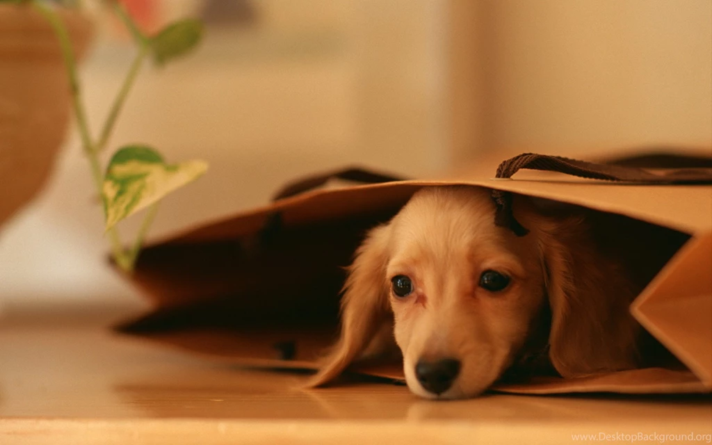 Cute Dog Wallpapers