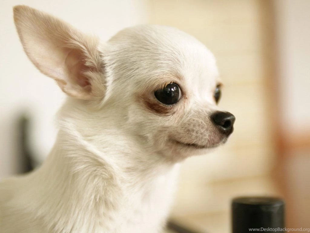 Small Dog Wallpapers HD Wallpaper Backgrounds Of Your Choice
