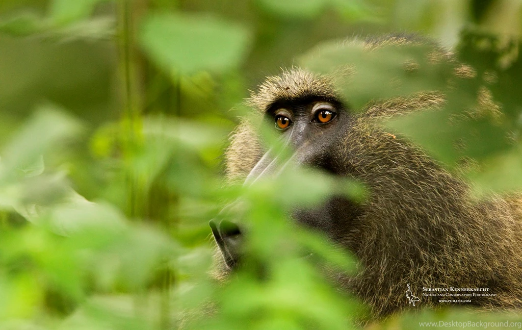 Free Nature Wallpapers For Download – Olive Baboon