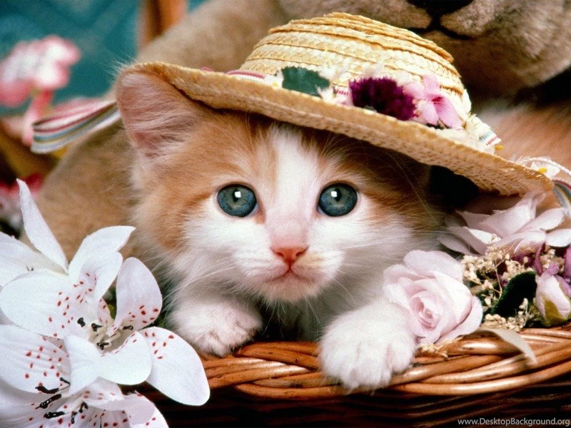 Cute Kitten Wallpapers For Desktop