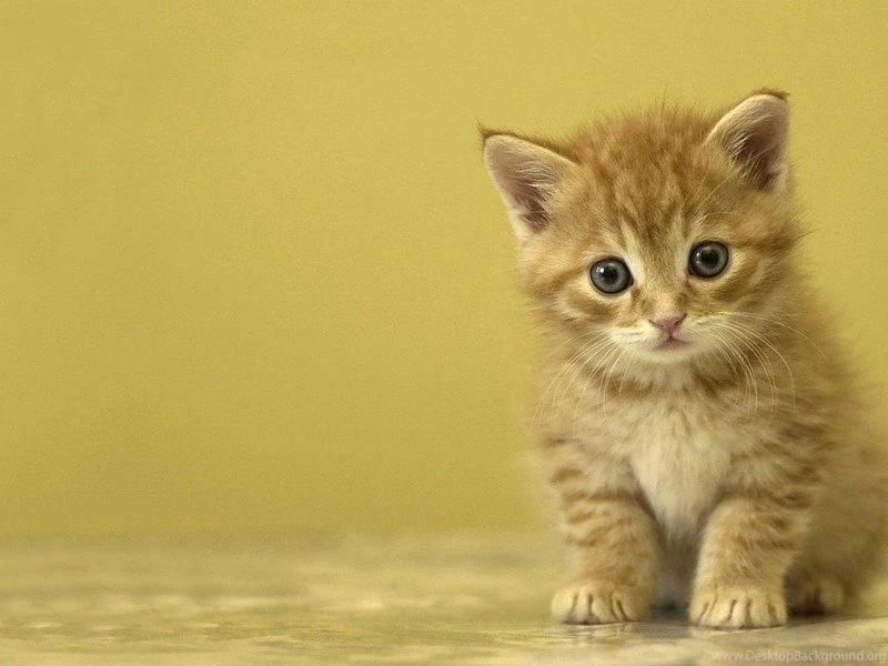 Cute Kitten Wallpapers 1080p Free Desktop Backgrounds And Wallpapers