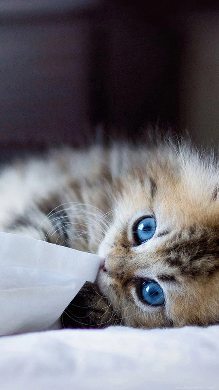 Cute Kittens iPhone 6 Wallpapers