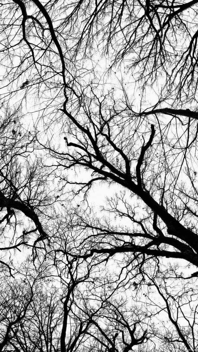 Pecan Grove Black And White   The iPhone Wallpapers