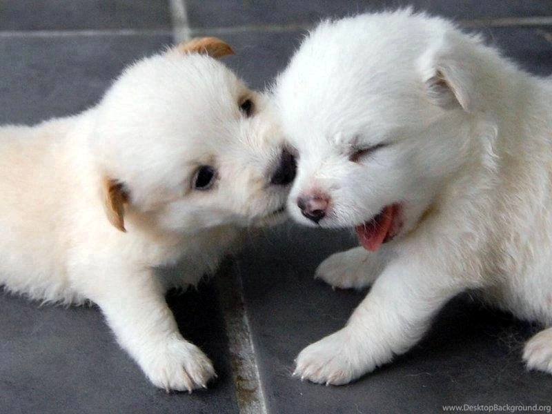 WALLPAPER ON THE NET: Very Sweet Puppies Wallpapers, Pictures ...