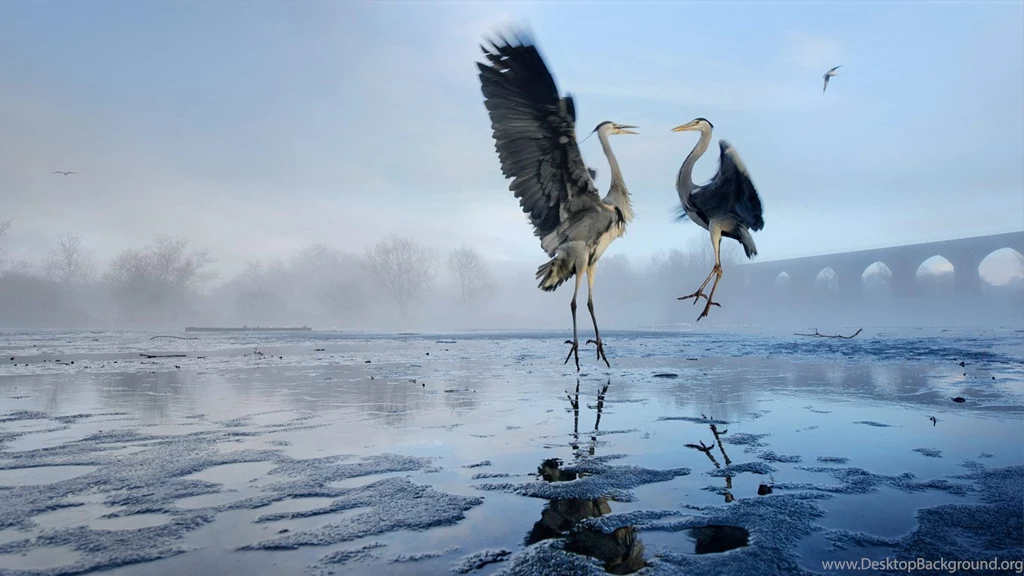 Best Of Bing Hd Wallpapers In 2014