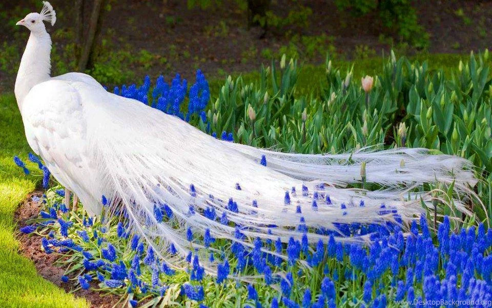 Beauty Of Nature