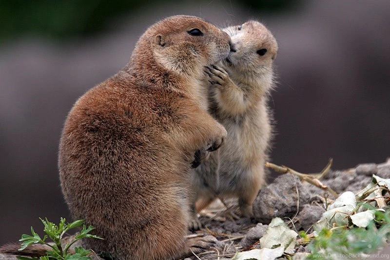 Alnepo Buzz: Lovers Kissing Wallpapers