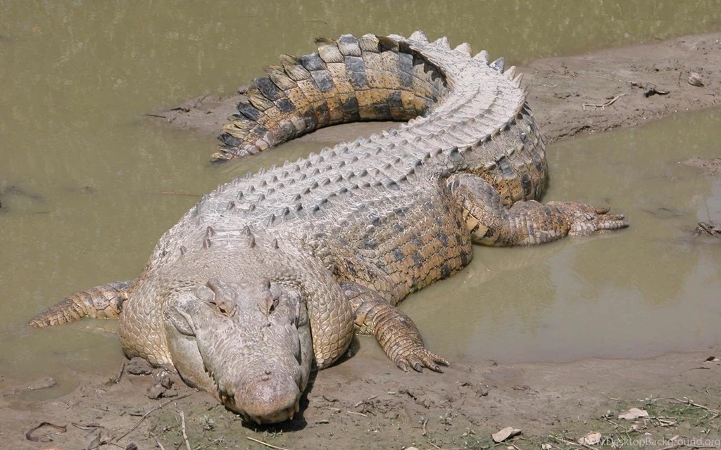 Crocodile Hd Wallpapers Amazing Desktop Backgrounds Widescreen ...
