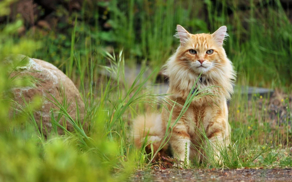 Wild Cat Waiting