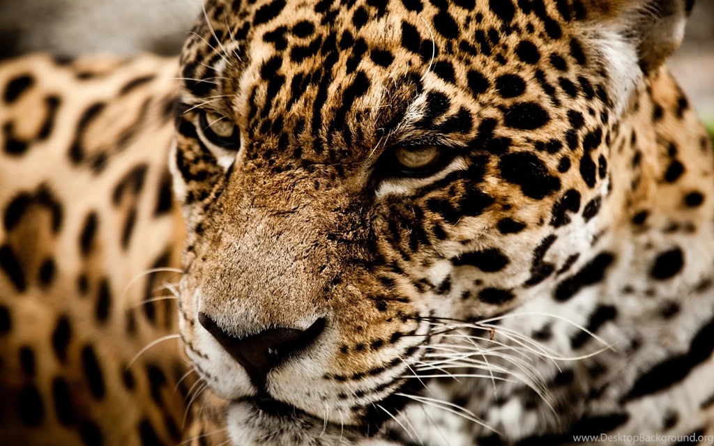 Cat Wallpapers
