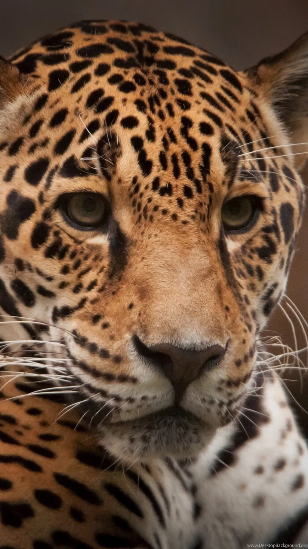 Download Wallpapers 1080x1920 Jaguar, Wild Cat, Predator Sony ...