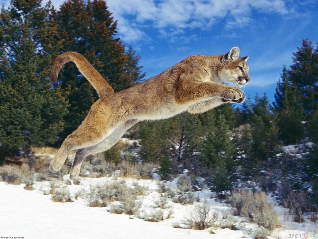 Wild Cat Hunting Wallpapers