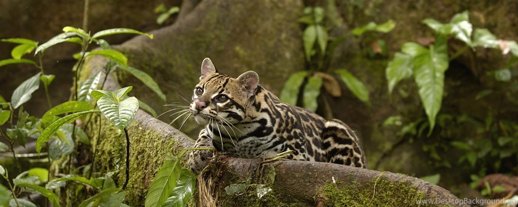 Download Wallpapers 2560x1024 Wild Cat, Jungle, Foliage Dual ...