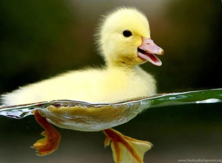 Cute Baby Animals