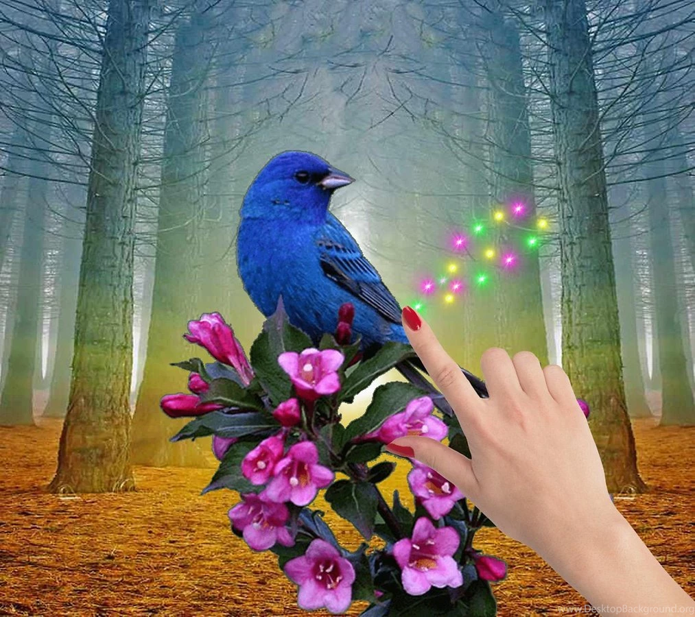 Moving Bird Live Wallpapers Android Apps And Tests AndroidPIT