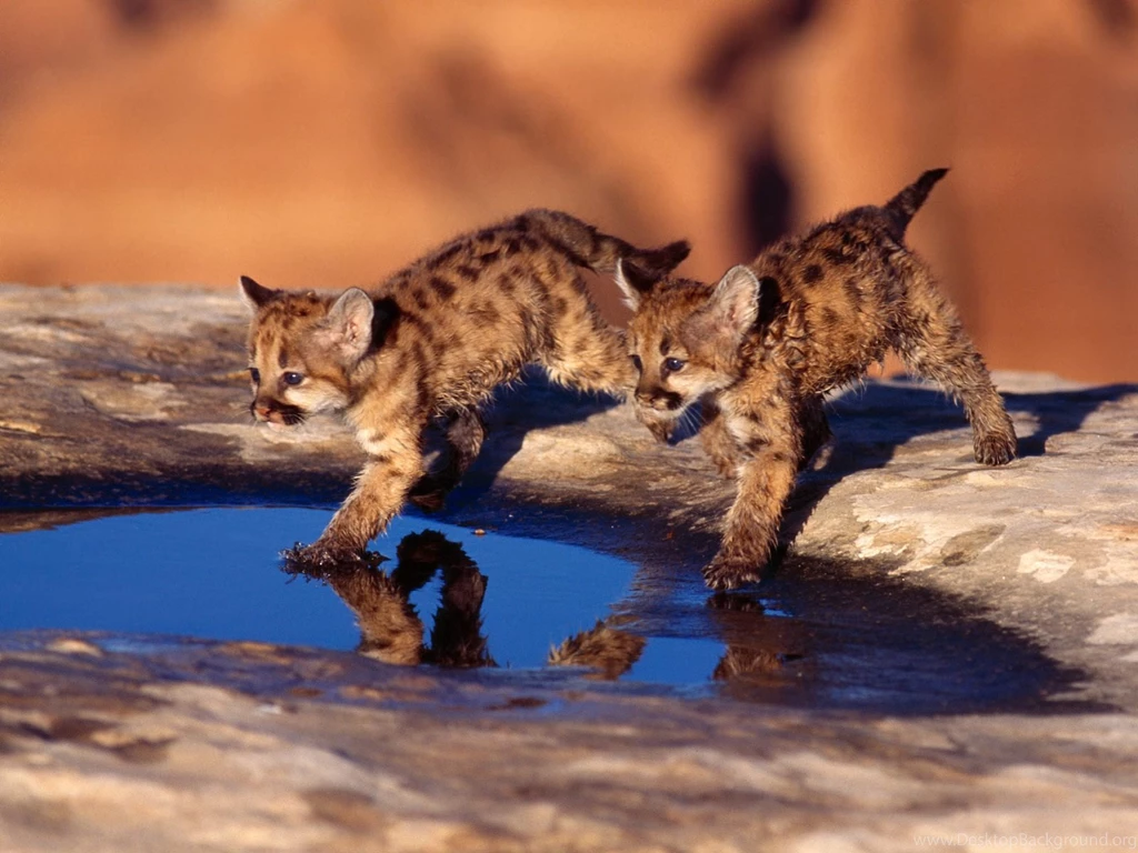 Cute Baby Animal HD Wallpapers Pic 2