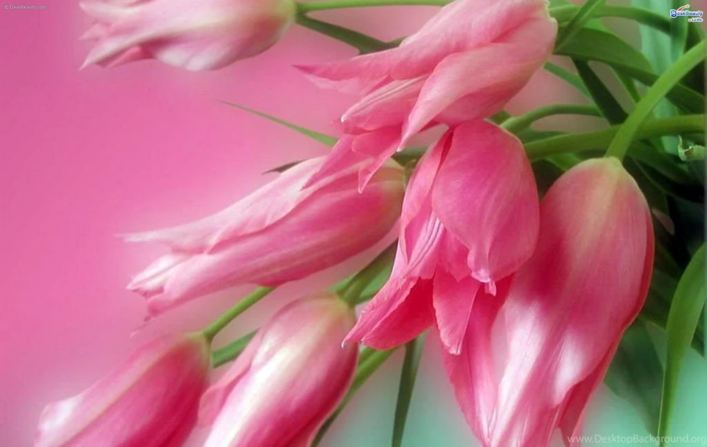 Free Computer Backgrounds Spring Flowers