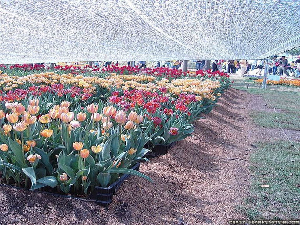 Tulips Flower Wallpapers Page 2 Crazy Frankenstein