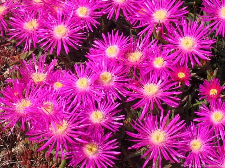 New Flower Wallpapers