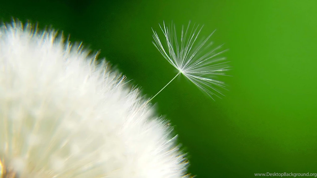 Top Morning Two Flowers Wallpapers