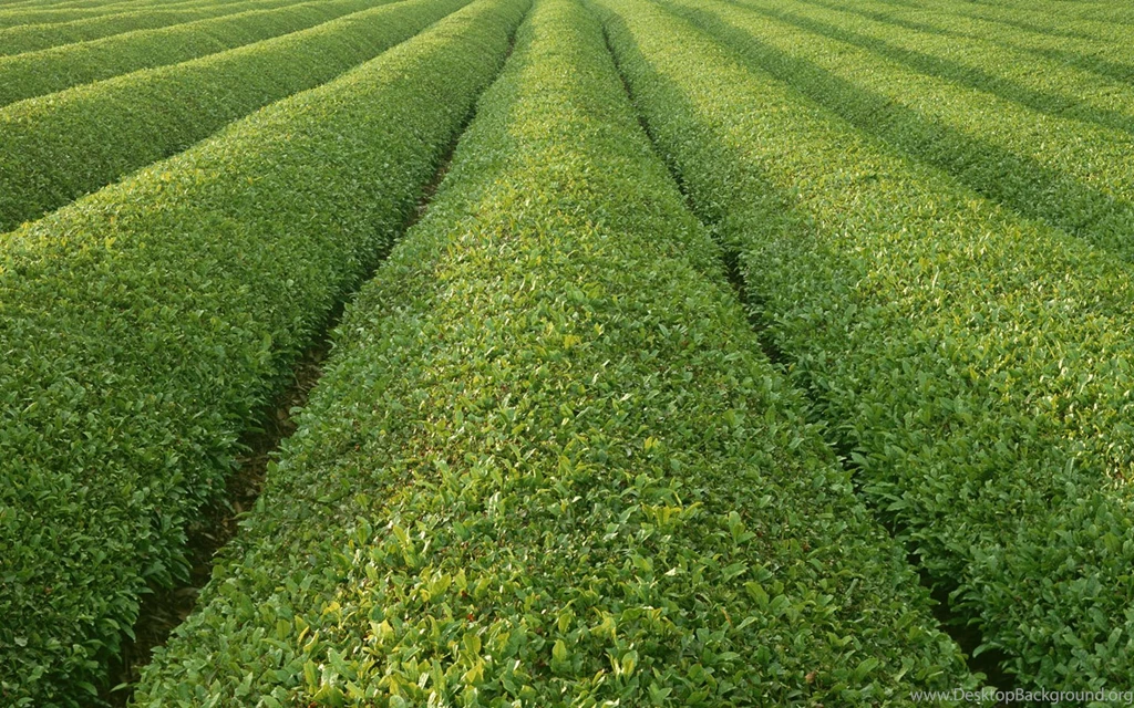 Country Farmland Photos   Country Farm Land Wallpapers 1440x900 NO ...