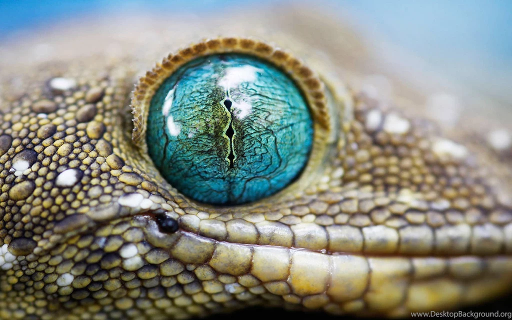 Lizard Wallpapers Wallpapers Cave