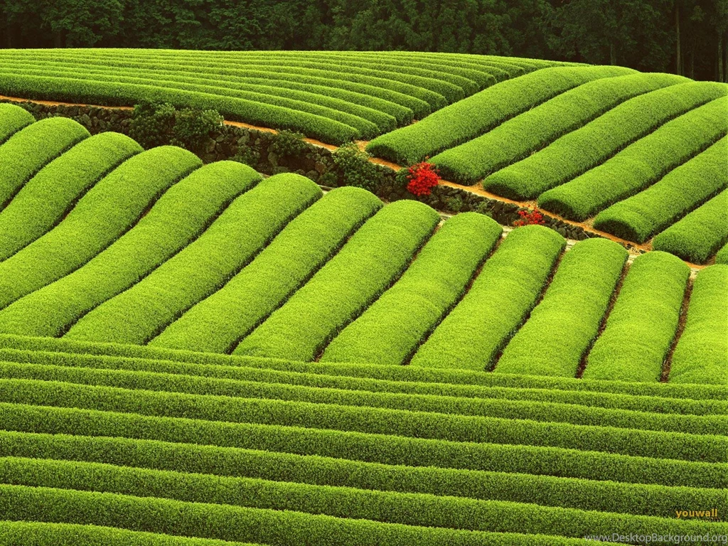 YouWall   Green Farm Wallpapers   Wallpaper,wallpapers,free ...
