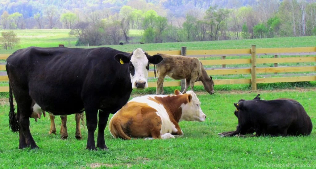 Cows In Farm Wallpapers Free Download Id: 11277f Pacify Mind